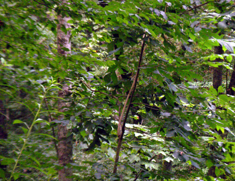 2008 Grand Opening of the Mindful Ecotherapy Center