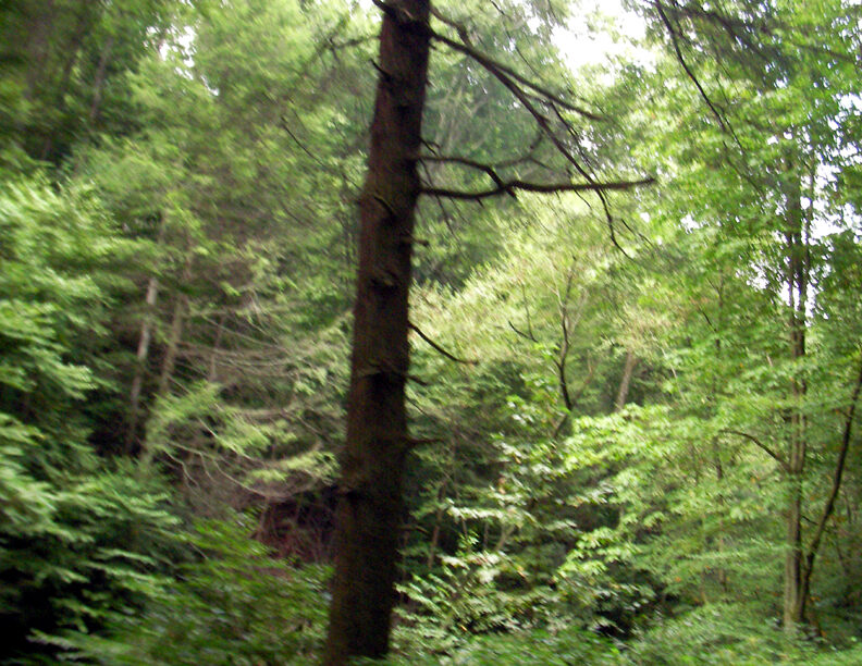 2008 Grand Opening of the Mindful Ecotherapy Center