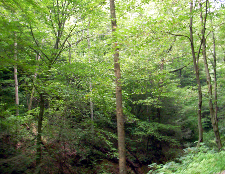 2008 Grand Opening of the Mindful Ecotherapy Center