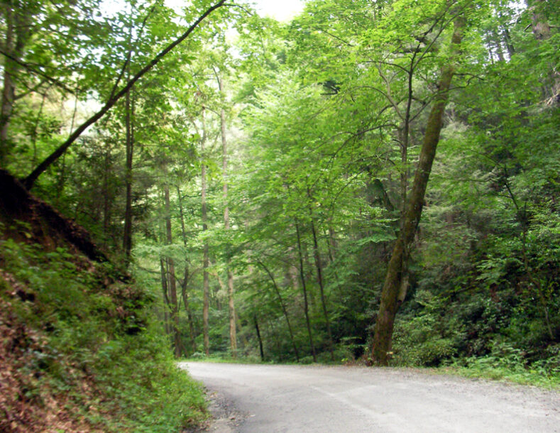 2008 Grand Opening of the Mindful Ecotherapy Center